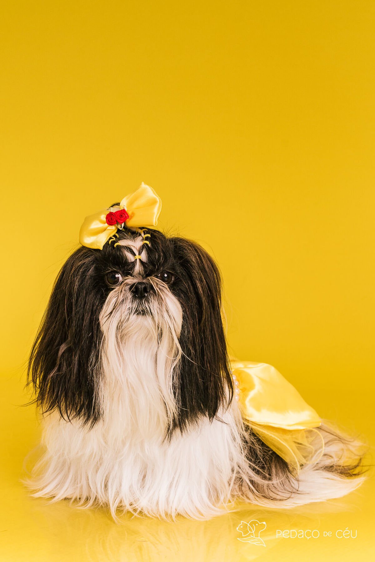 Ensaio pet de aniversário de adoção com labrador e shih tzu fantasiados de A Bela e a Fera no RJ