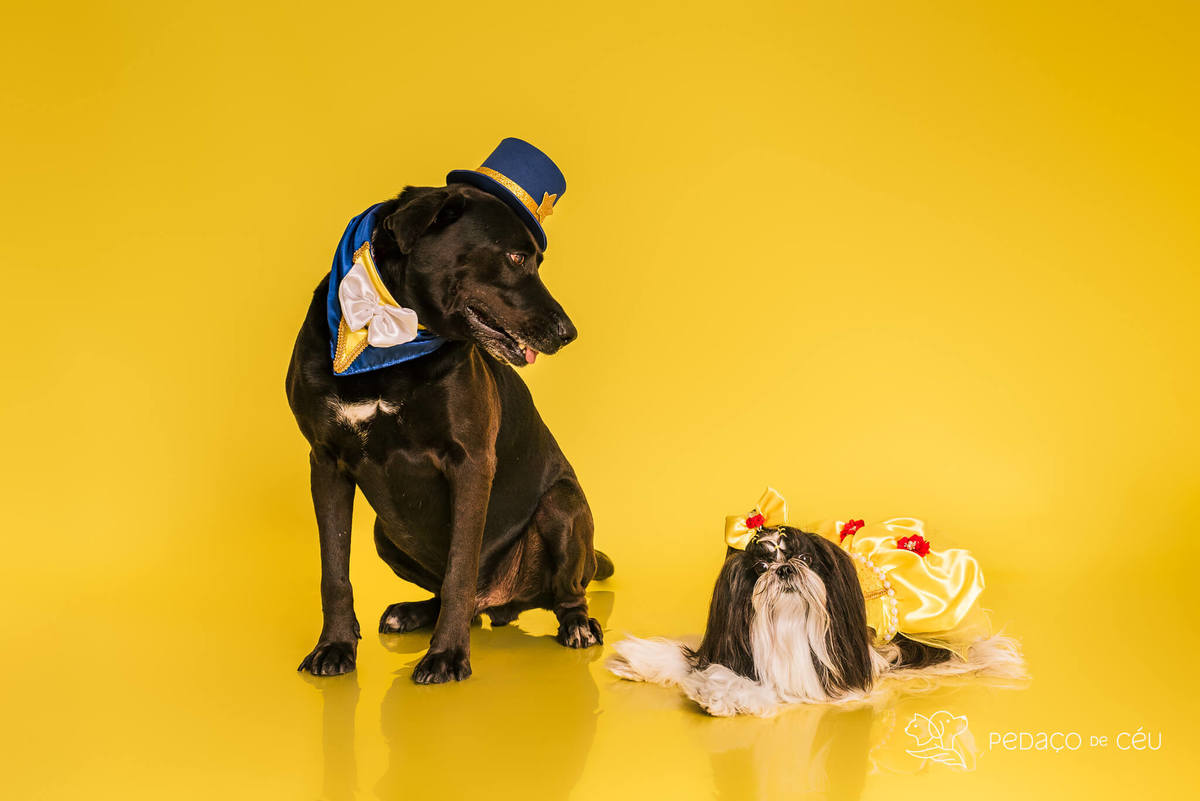 Ensaio pet de aniversário de adoção com labrador e shih tzu fantasiados de A Bela e a Fera no RJ