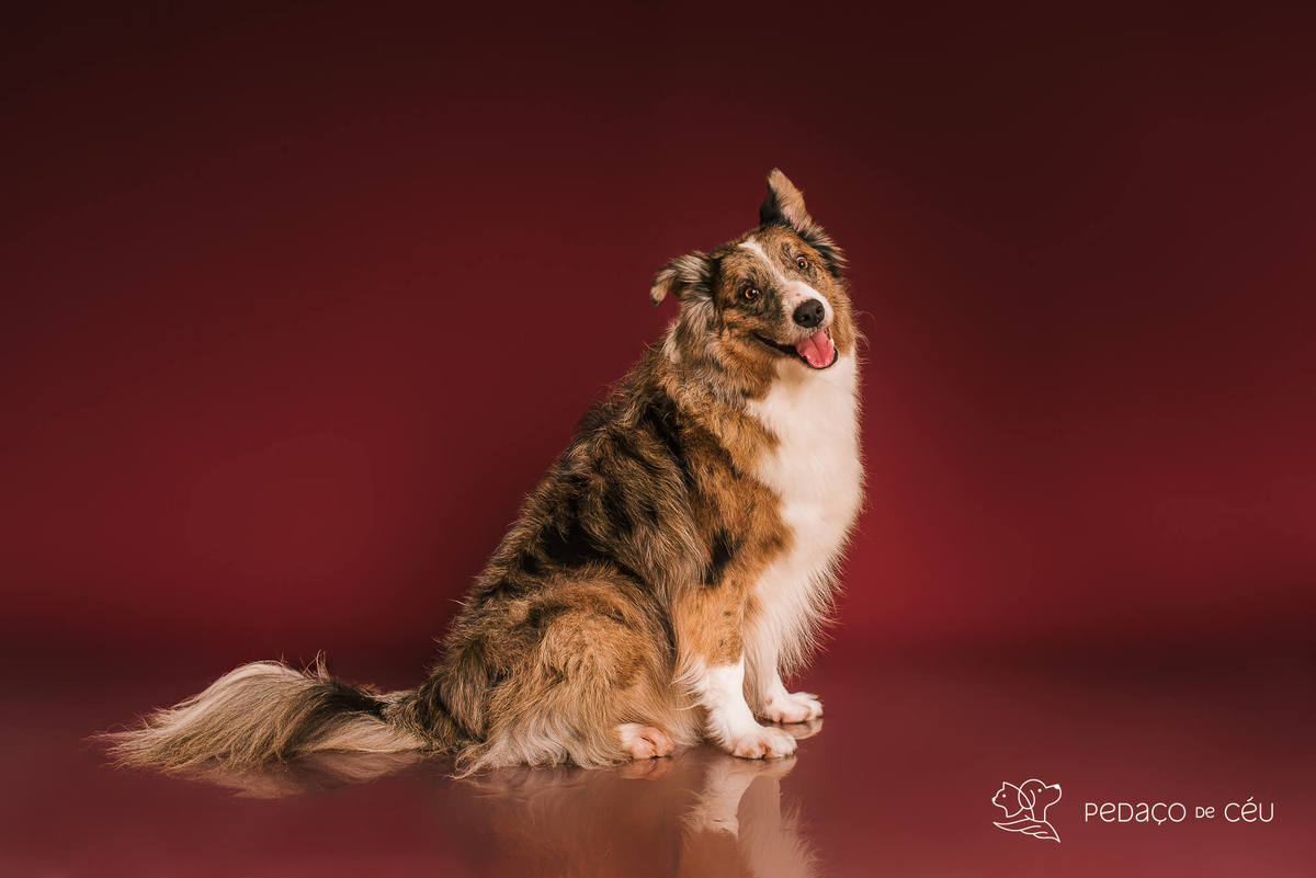 Ensaio fotográfico com border collies adultos em estúdio pet no Rio de Janeiro