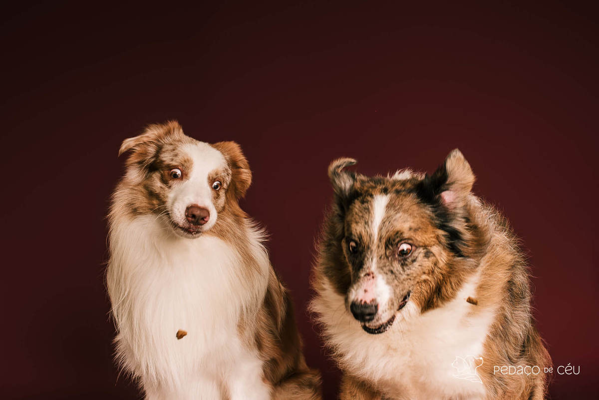 Ensaio fotográfico com border collies adultos em estúdio pet no Rio de Janeiro