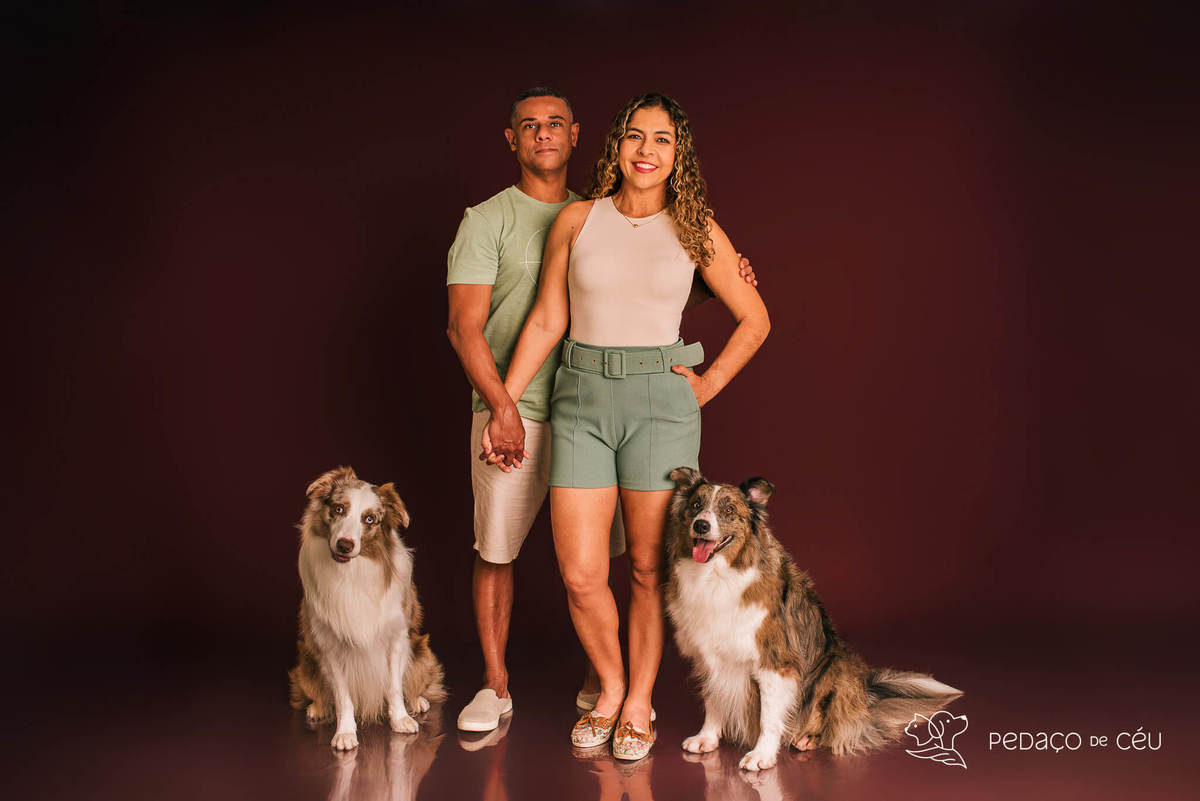 Ensaio fotográfico com border collies adultos em estúdio pet no Rio de Janeiro