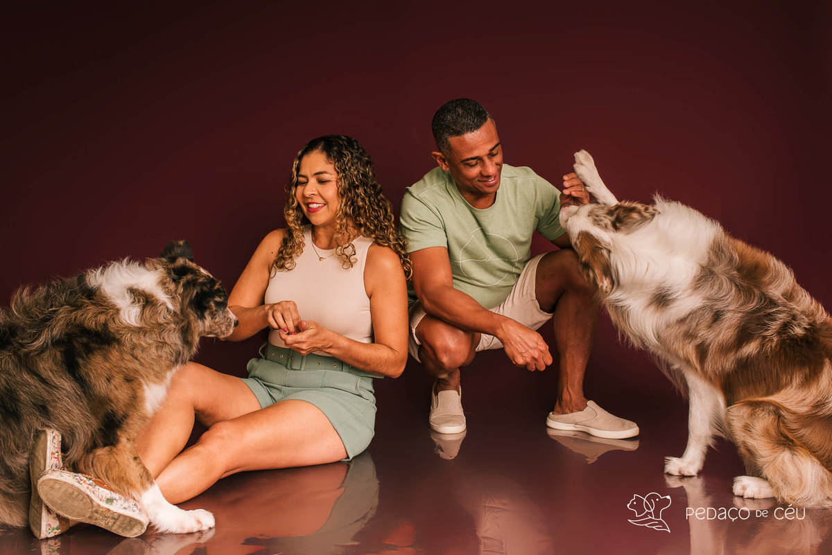 Ensaio fotográfico com border collies adultos em estúdio pet no Rio de Janeiro