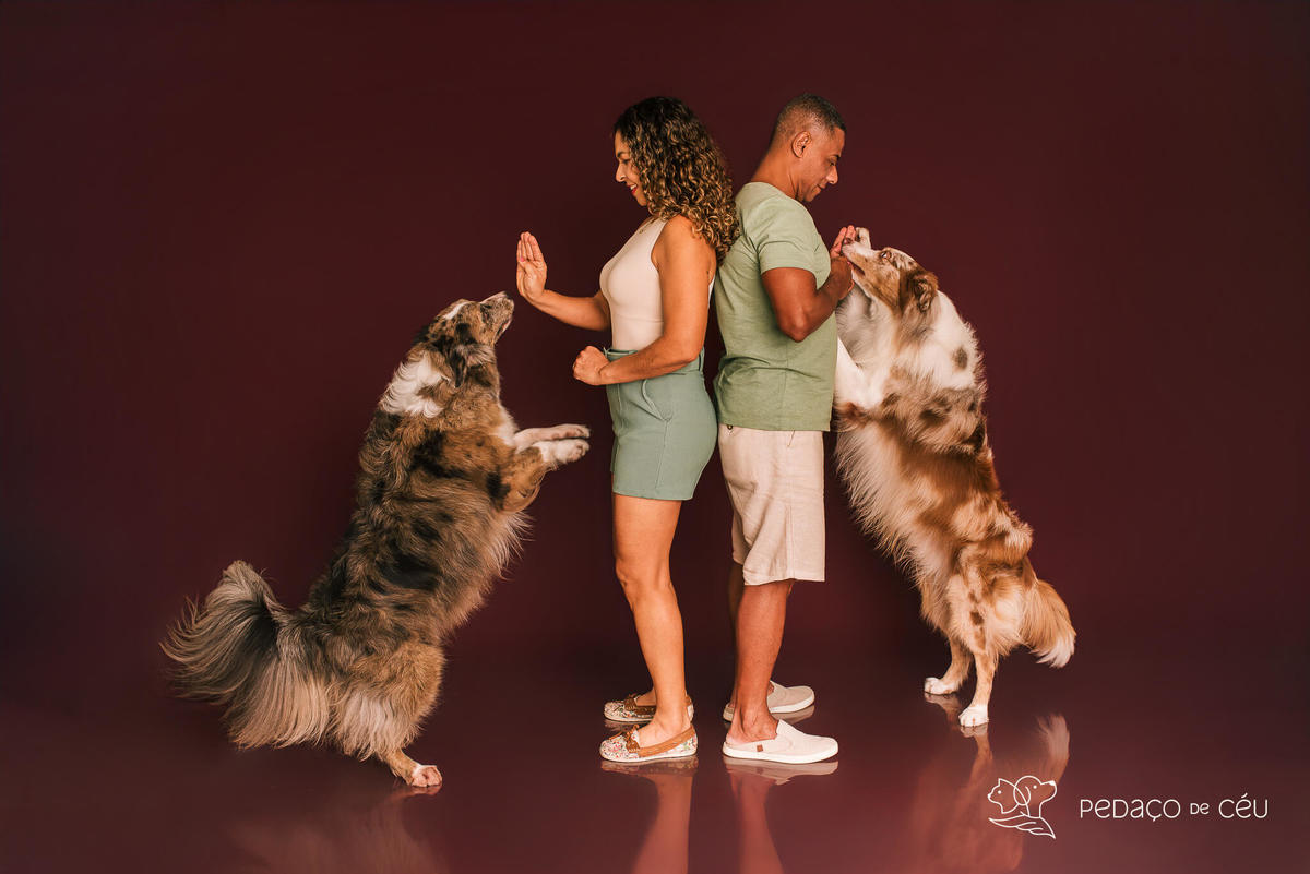 Ensaio fotográfico com border collies adultos em estúdio pet no Rio de Janeiro