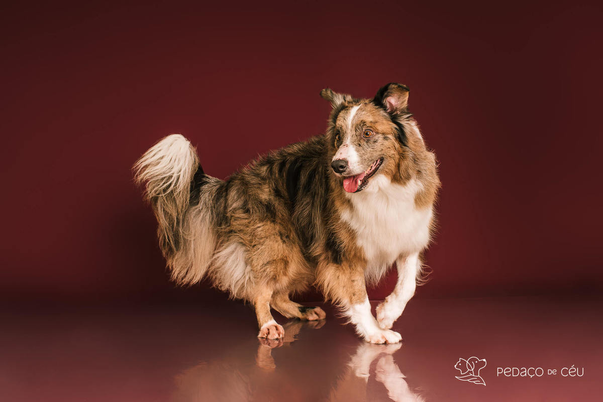 Ensaio fotográfico com border collies adultos em estúdio pet no Rio de Janeiro
