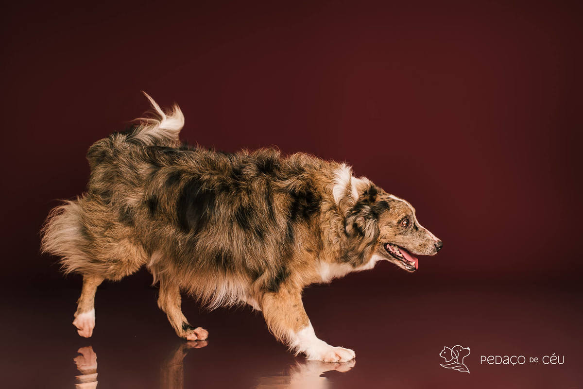 Ensaio fotográfico com border collies adultos em estúdio pet no Rio de Janeiro