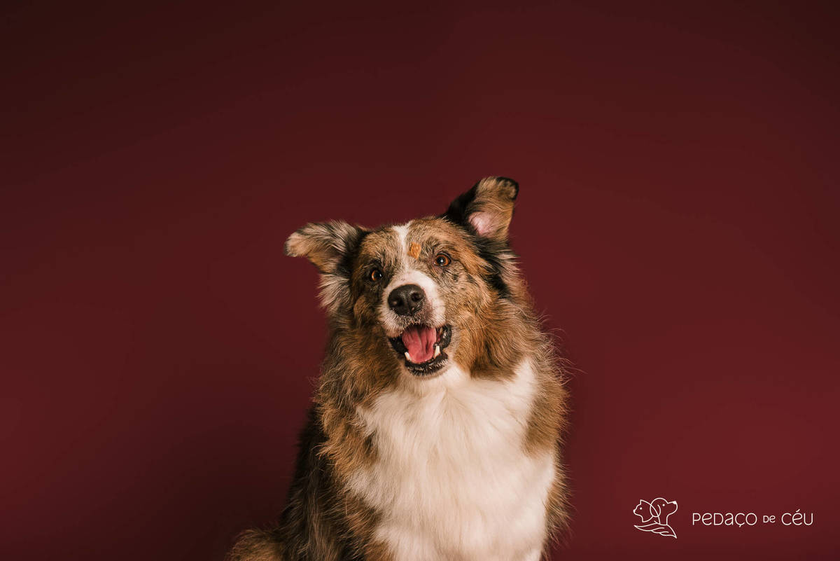 Ensaio fotográfico com border collies adultos em estúdio pet no Rio de Janeiro