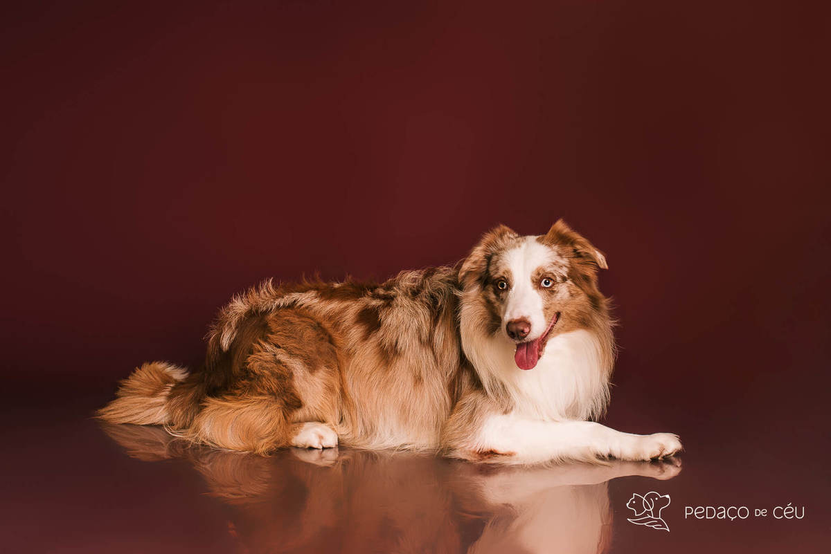 Ensaio fotográfico com border collies adultos em estúdio pet no Rio de Janeiro