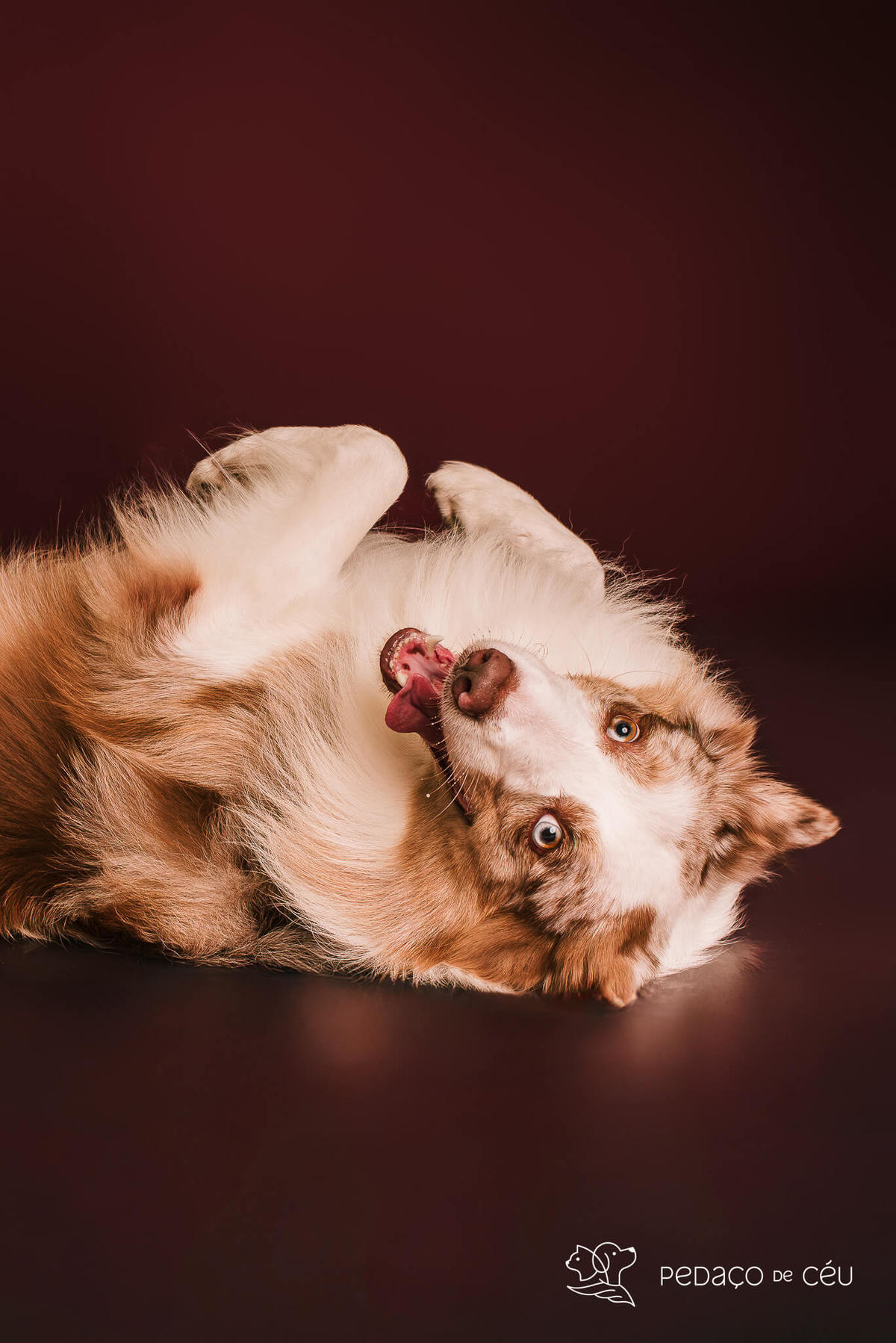 Ensaio fotográfico com border collies adultos em estúdio pet no Rio de Janeiro