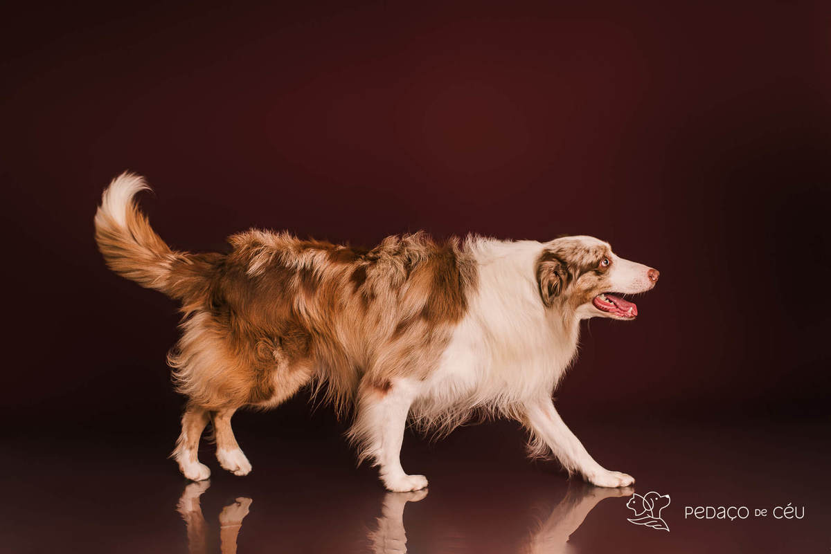 Ensaio fotográfico com border collies adultos em estúdio pet no Rio de Janeiro