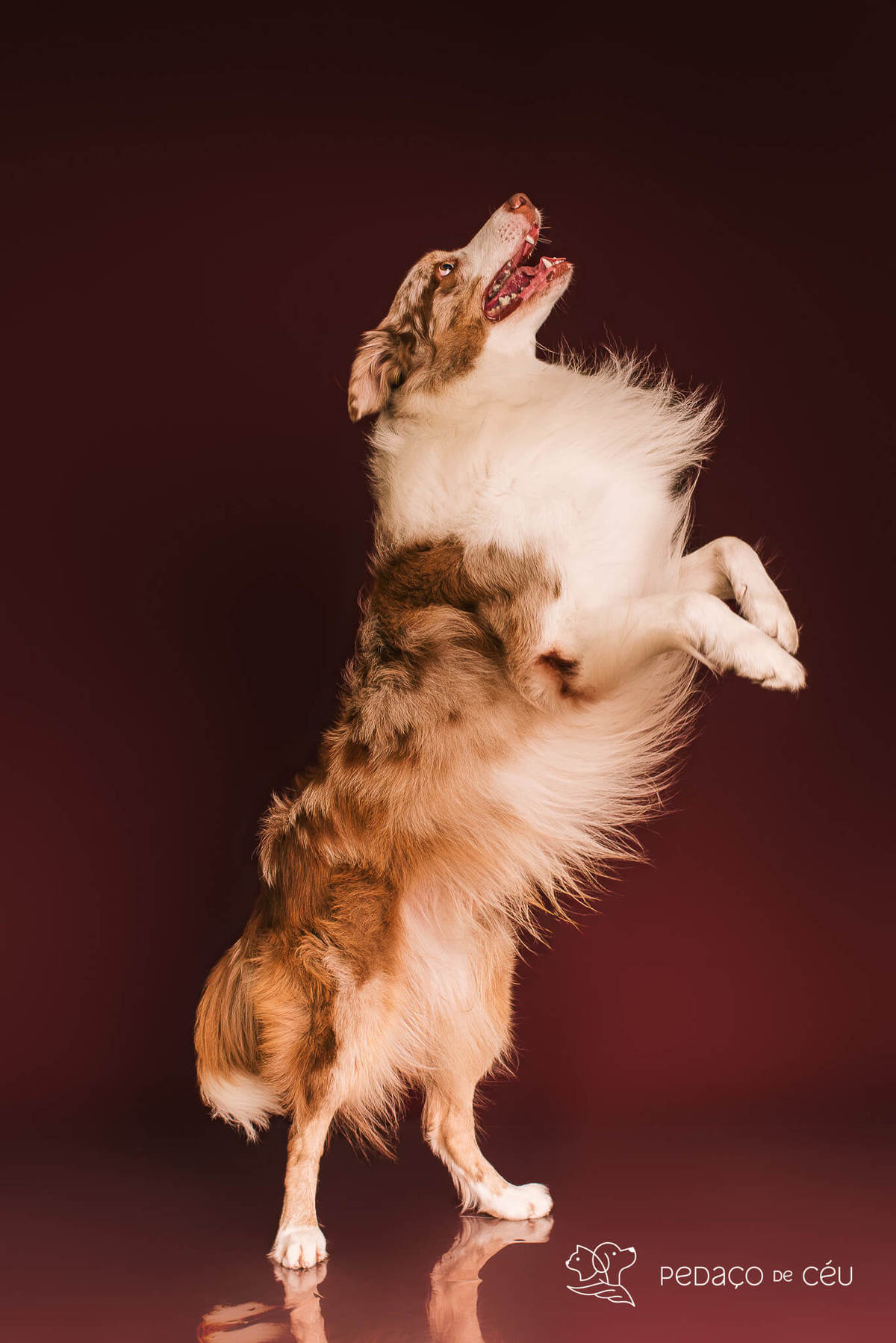 Ensaio fotográfico com border collies adultos em estúdio pet no Rio de Janeiro