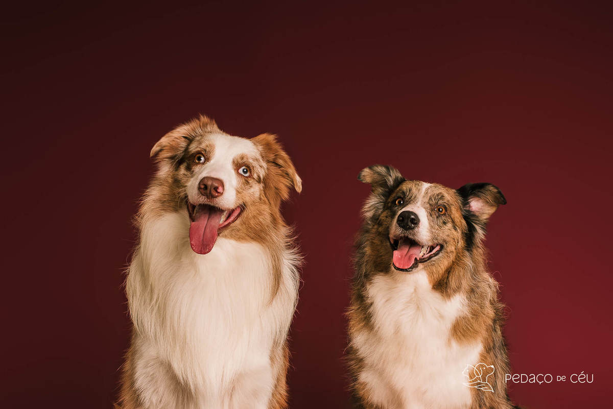 Ensaio fotográfico com border collies adultos em estúdio pet no Rio de Janeiro