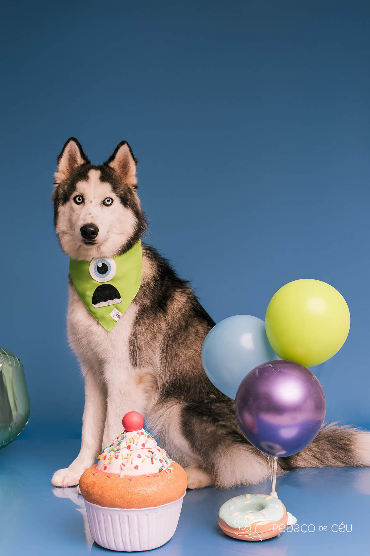 Foto de dois huskies em ensaio pet de aniversário com cenário especial montado pela tutora no RJ