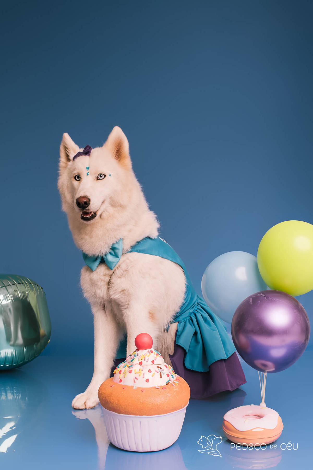 Foto de dois huskies em ensaio pet de aniversário com cenário especial montado pela tutora no RJ