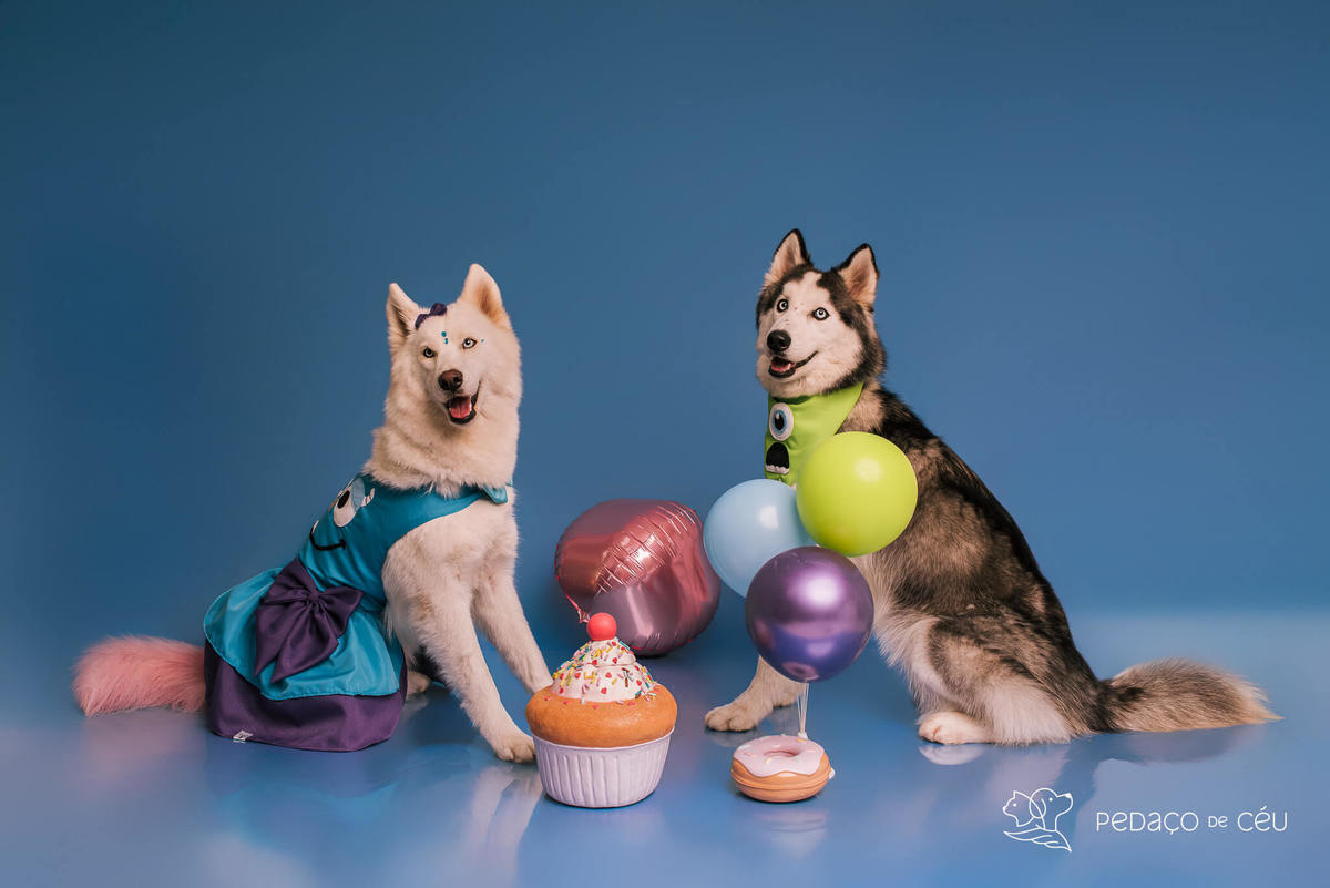 Foto de dois huskies em ensaio pet de aniversário com cenário especial montado pela tutora no RJ