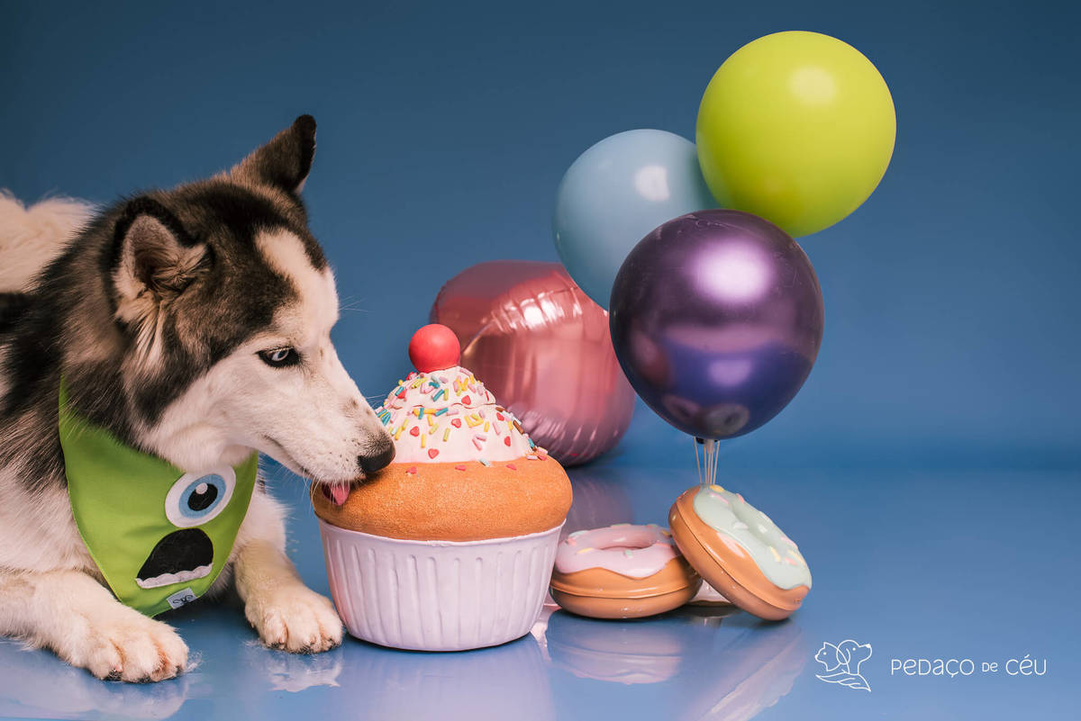 Foto de dois huskies em ensaio pet de aniversário com cenário especial montado pela tutora no RJ