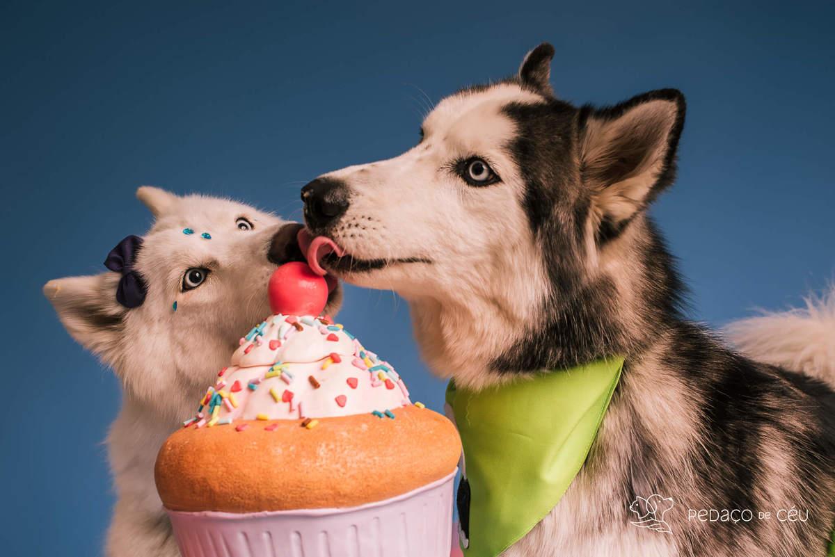 Foto de dois huskies em ensaio pet de aniversário com cenário especial montado pela tutora no RJ