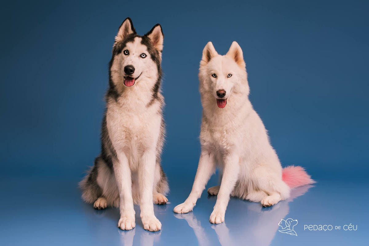 Foto de dois huskies em ensaio pet de aniversário com cenário especial montado pela tutora no RJ
