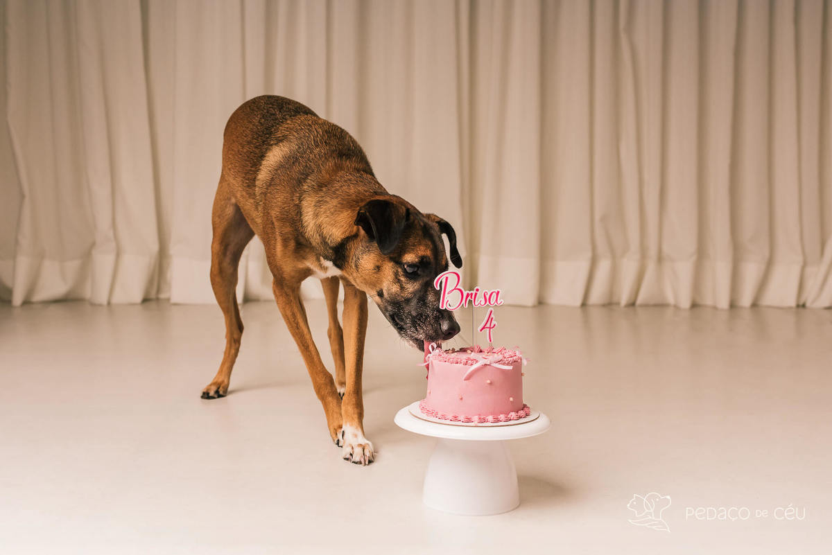 Ensaio atemporal com SRD adotada e sua tutora em estúdio de fotografia pet no Rio de Janeiro