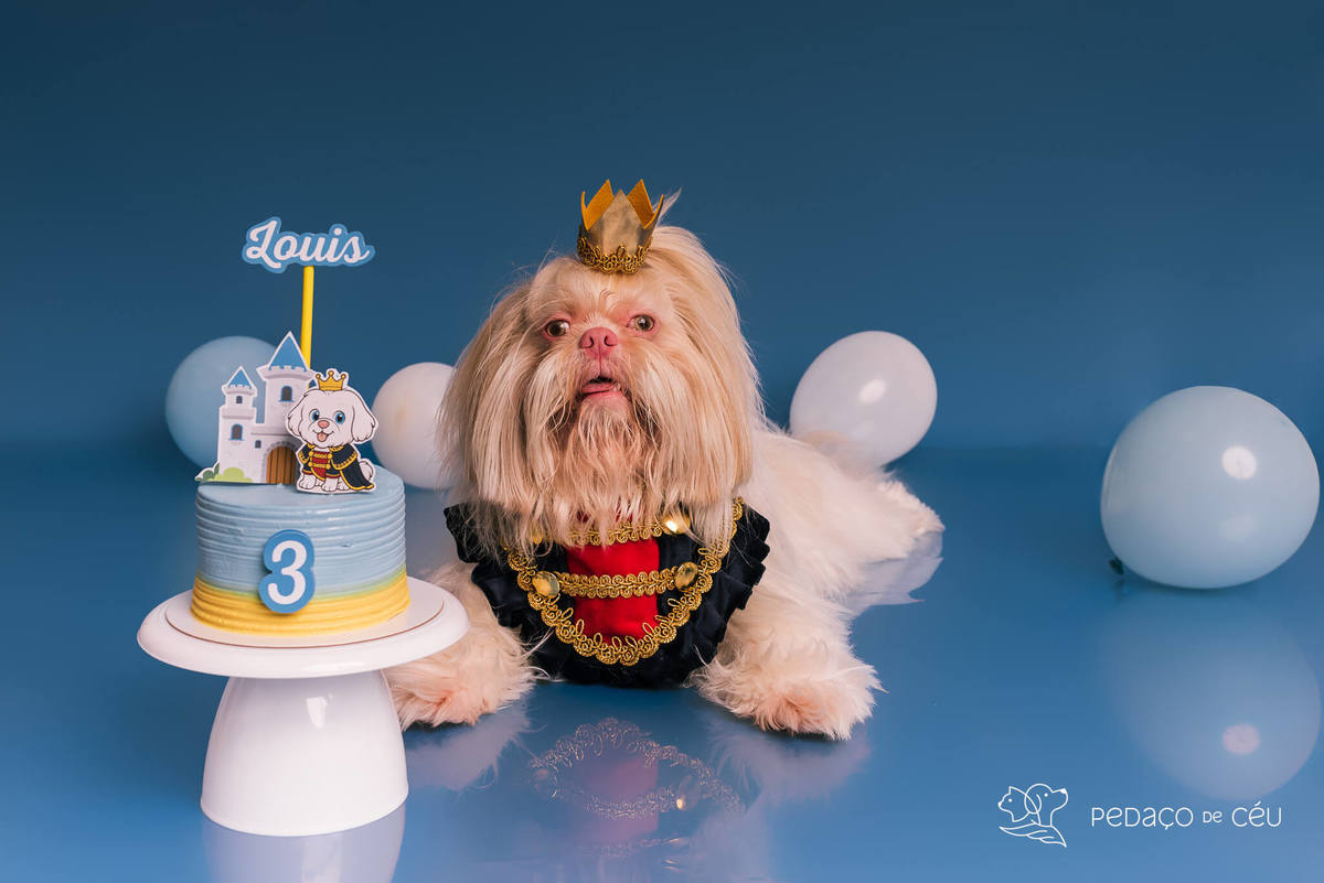 Foto divertida de cachorro em ensaio pet com fundo azul e tema de realeza no Rio de Janeiro