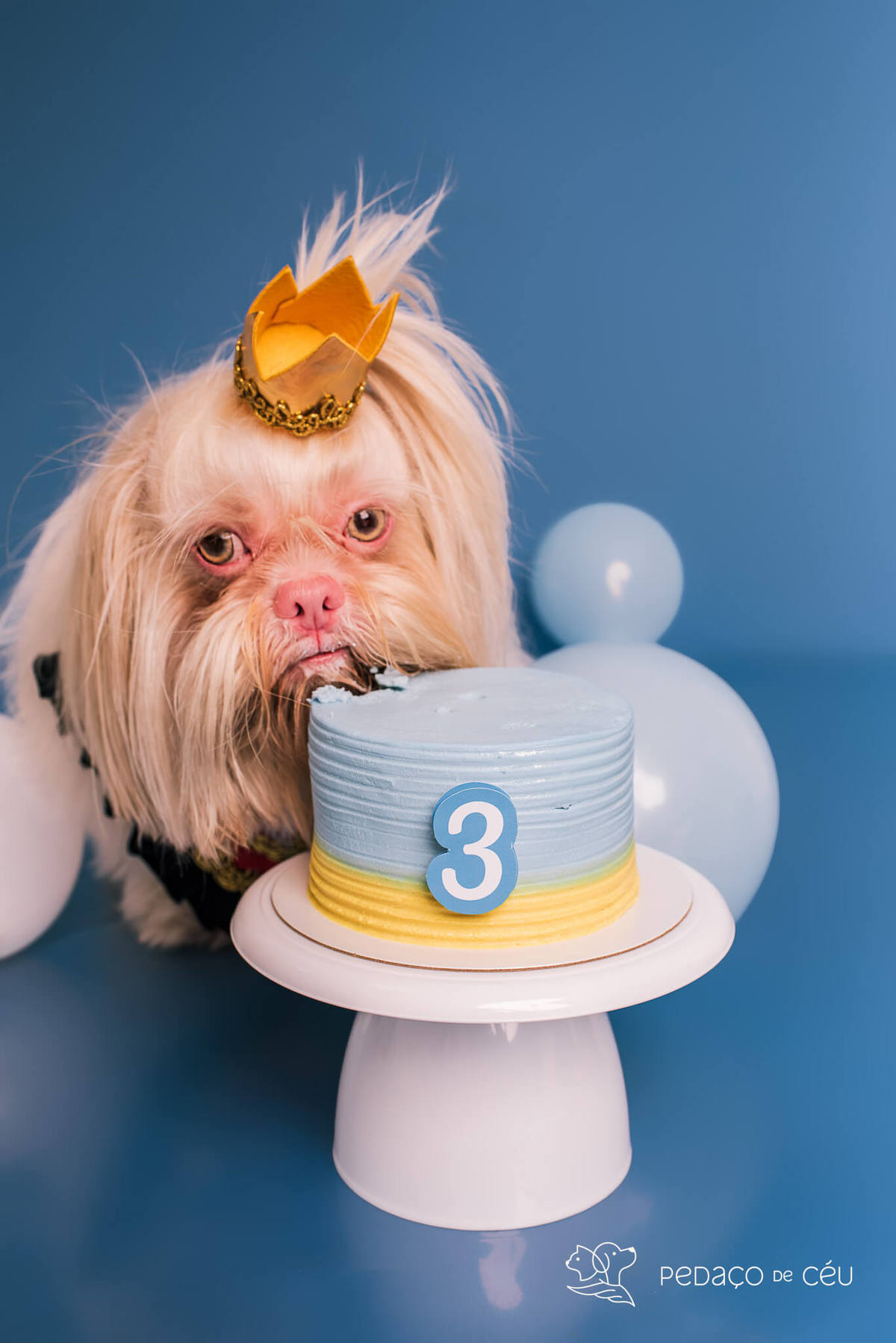 Foto divertida de cachorro em ensaio pet com fundo azul e tema de realeza no Rio de Janeiro