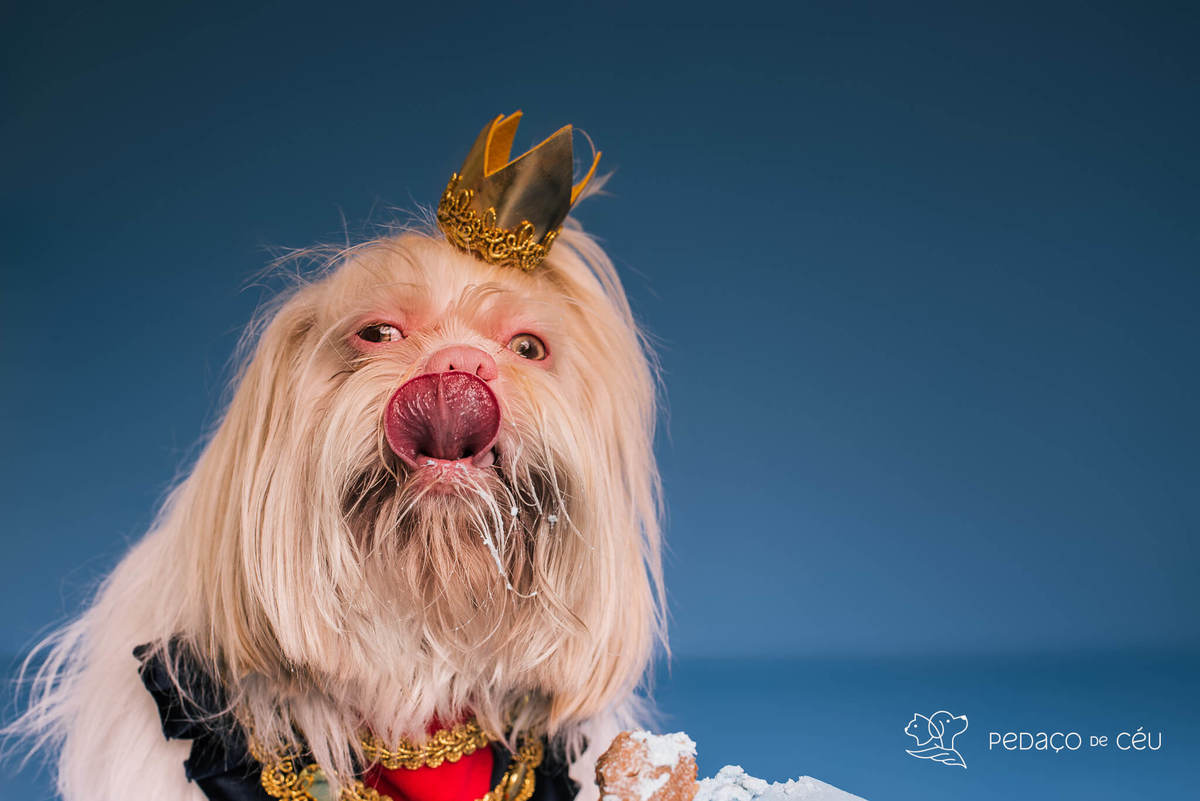 Foto divertida de cachorro em ensaio pet com fundo azul e tema de realeza no Rio de Janeiro