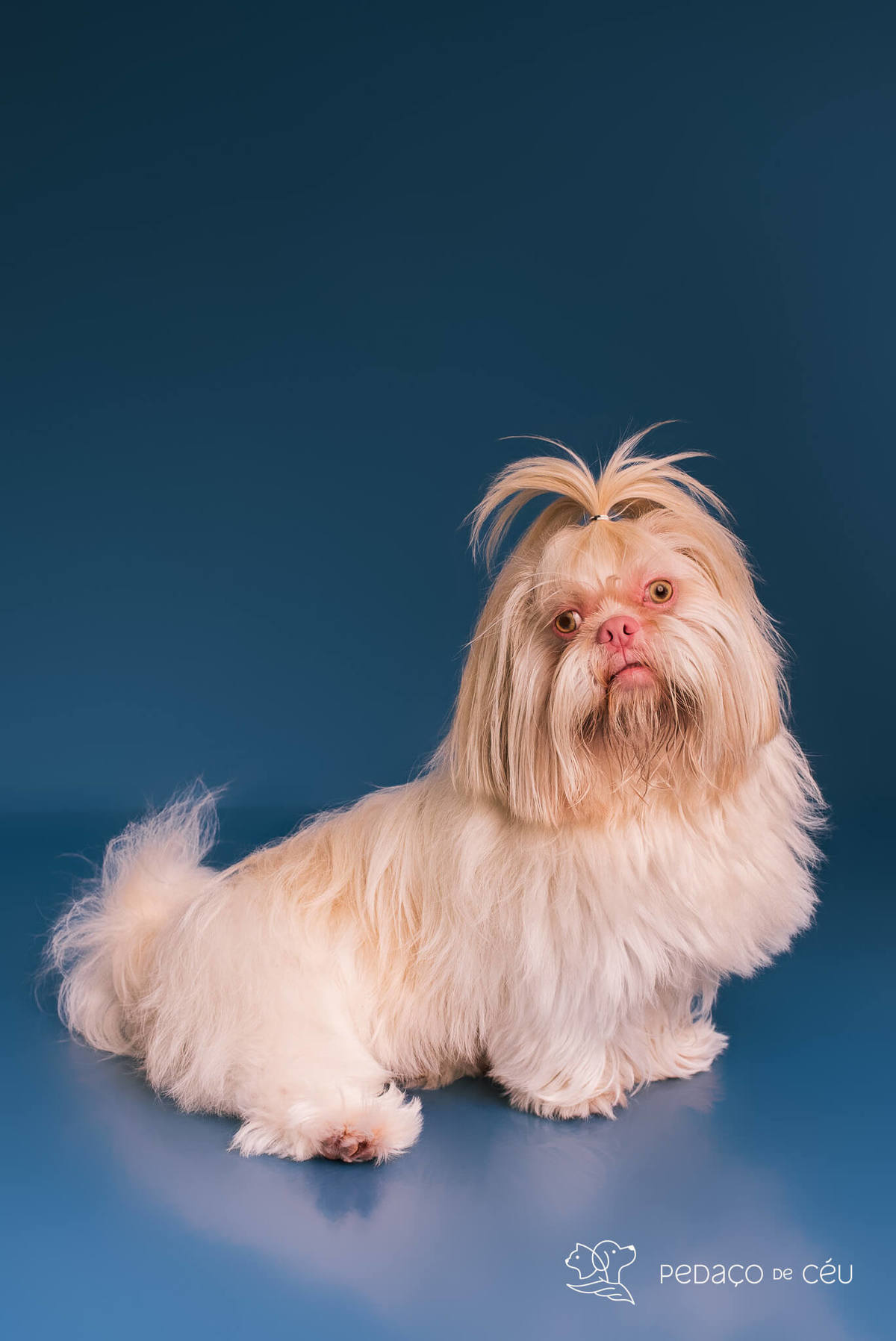 Foto divertida de cachorro em ensaio pet com fundo azul e tema de realeza no Rio de Janeiro