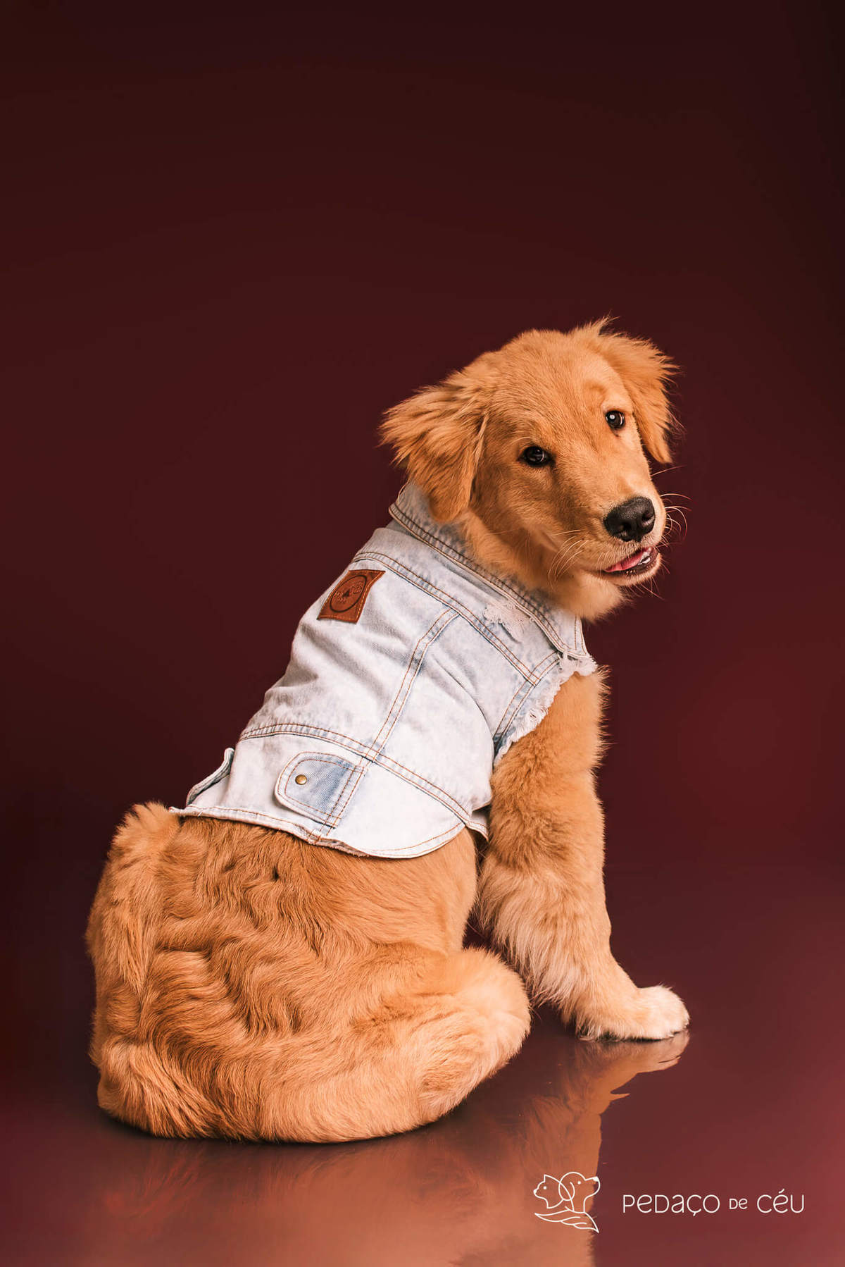 Ensaio de golden retriever filhote brincalhona no estúdio Colors & Fun RJ