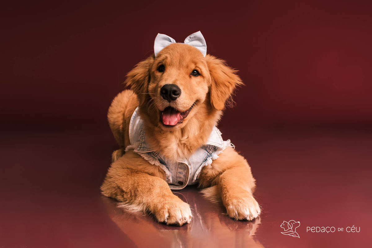 Ensaio de golden retriever filhote brincalhona no estúdio Colors & Fun RJ