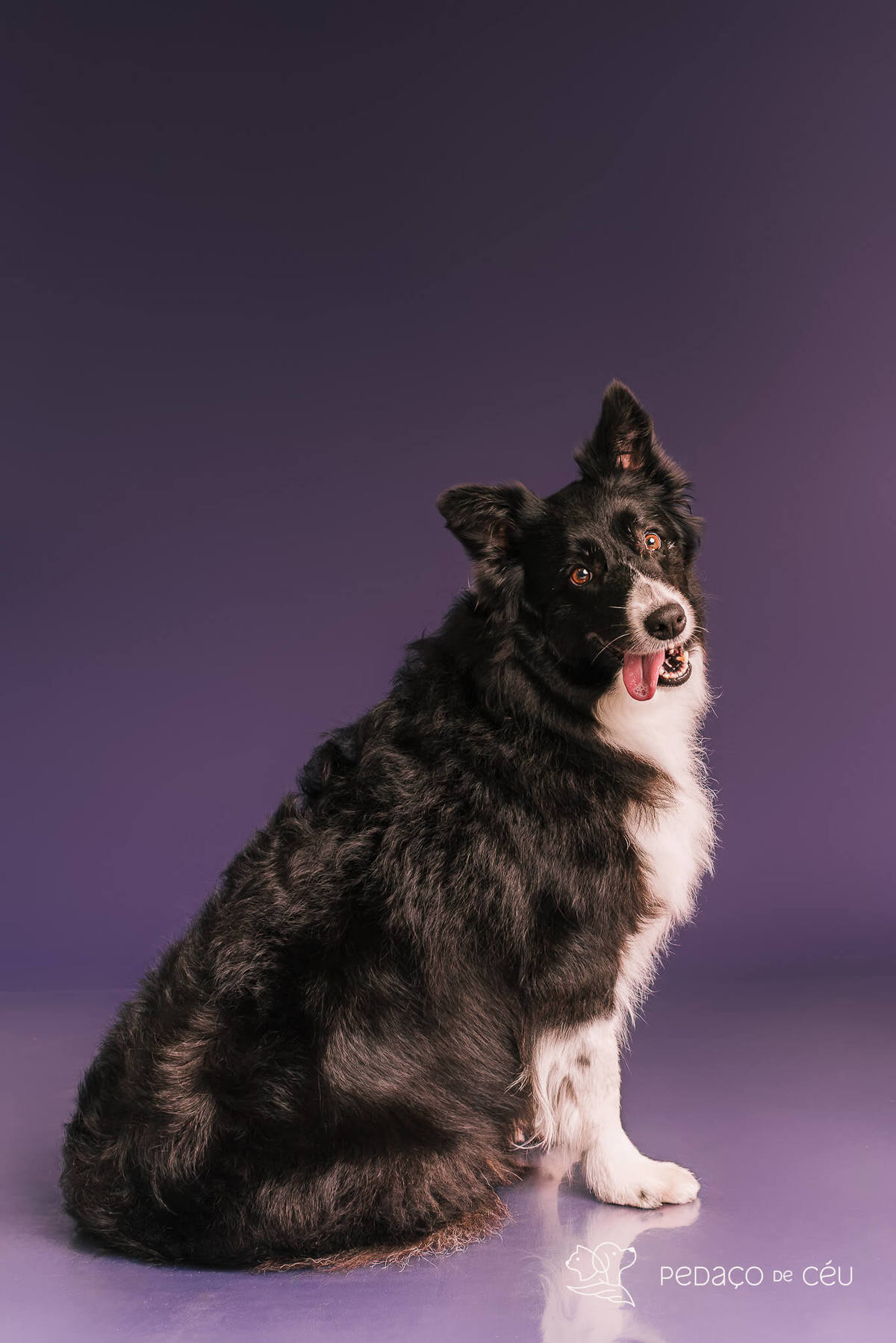 Border collie de 6 anos em ensaio fotográfico divertido no estúdio pet RJ