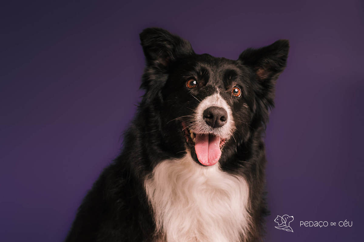 Border collie de 6 anos em ensaio fotográfico divertido no estúdio pet RJ