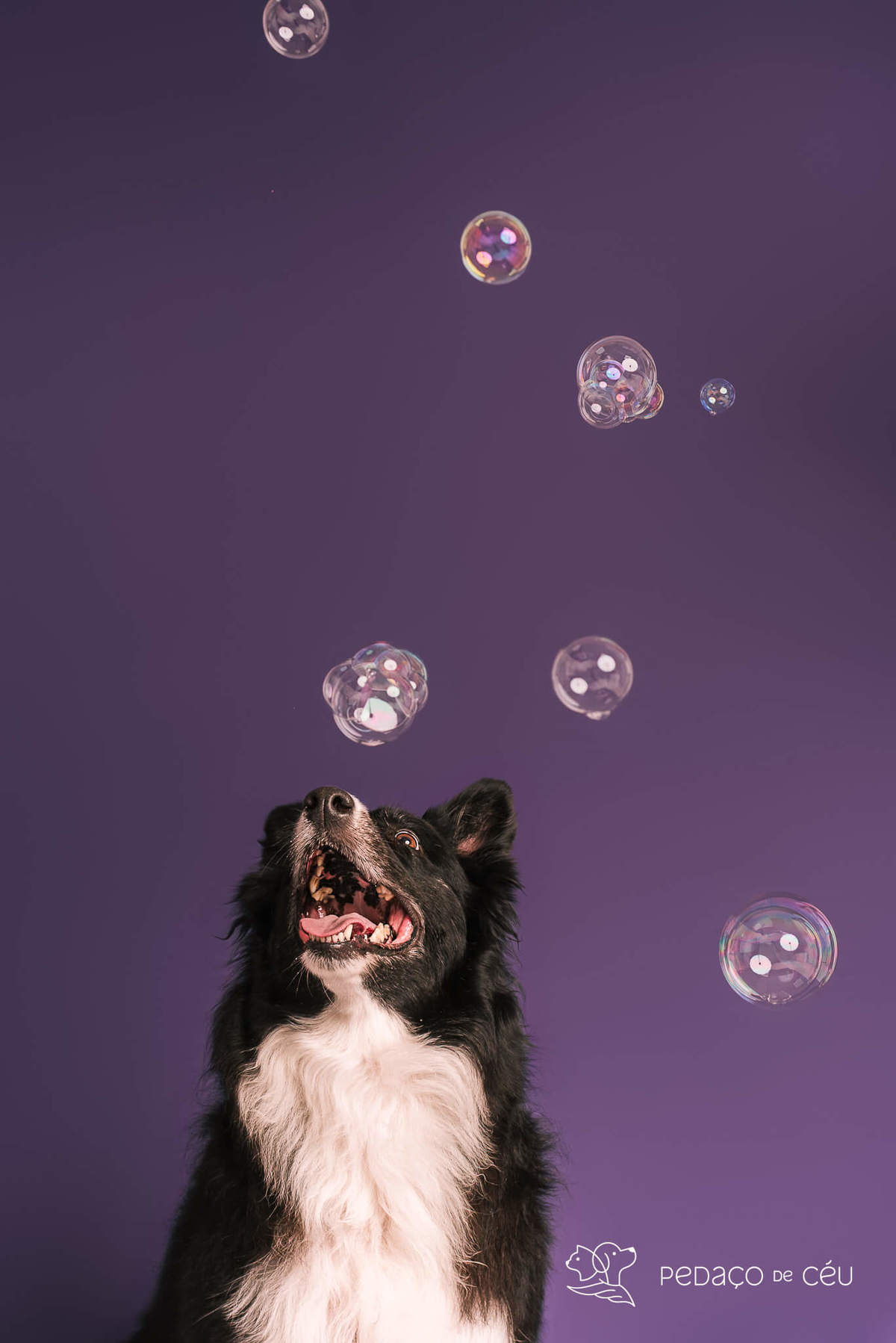 Border collie de 6 anos em ensaio fotográfico divertido no estúdio pet RJ