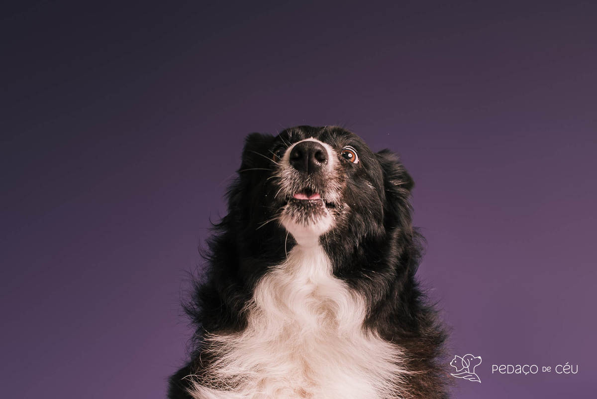Border collie de 6 anos em ensaio fotográfico divertido no estúdio pet RJ