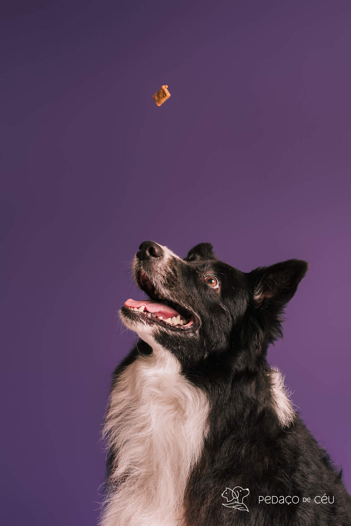 Border collie de 6 anos em ensaio fotográfico divertido no estúdio pet RJ
