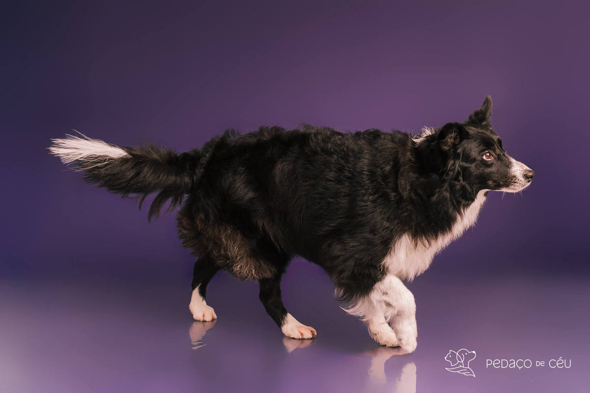 Border collie de 6 anos em ensaio fotográfico divertido no estúdio pet RJ