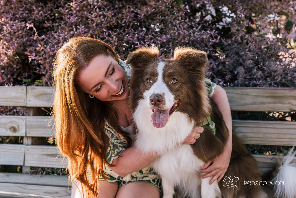 Ensaio pet na praia com border collie Eros no Aterro do Flamengo, Rio de Janeiro