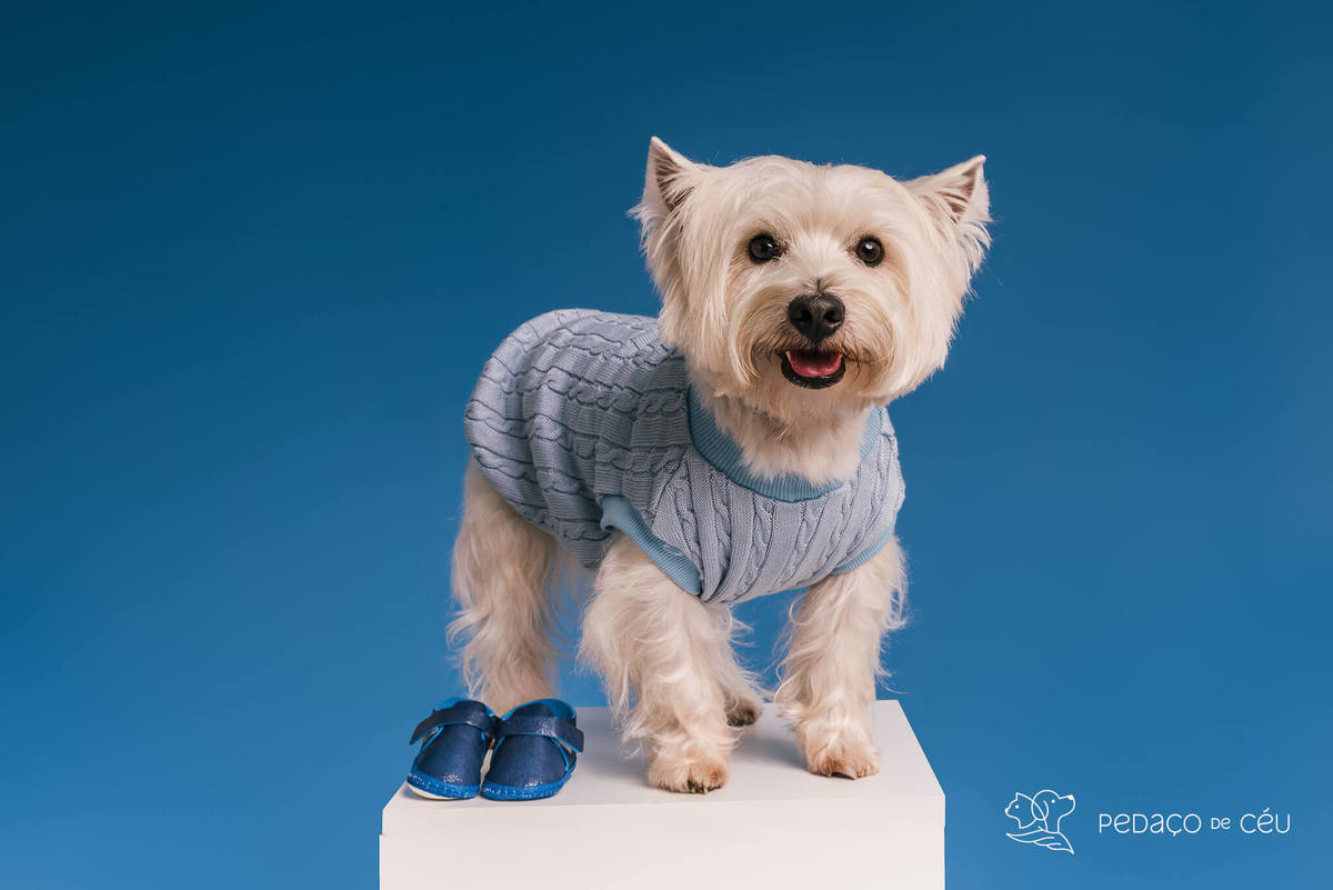Westie em ensaio fotográfico com tutores e gestante no cenário azul no RJ