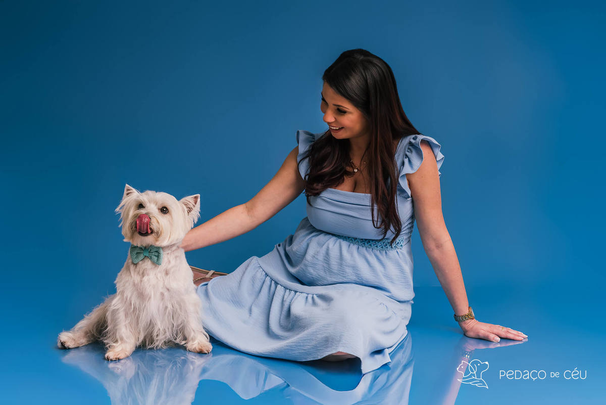 Westie em ensaio fotográfico com tutores e gestante no cenário azul no RJ