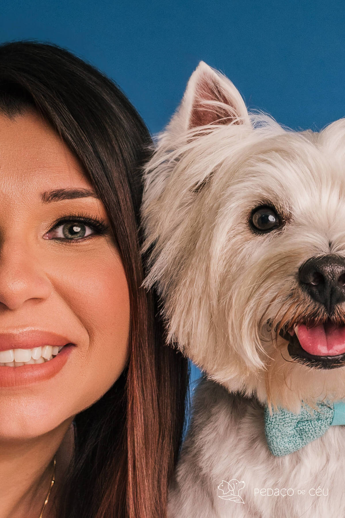 Westie em ensaio fotográfico com tutores e gestante no cenário azul no RJ