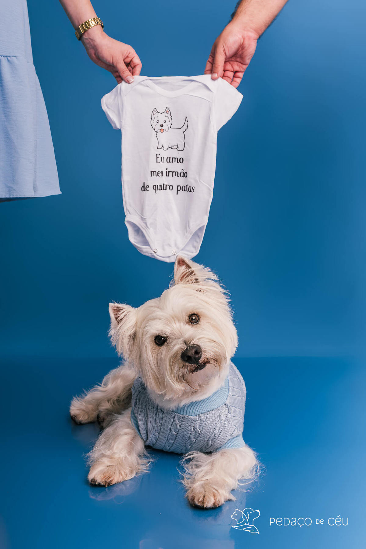 Westie em ensaio fotográfico com tutores e gestante no cenário azul no RJ