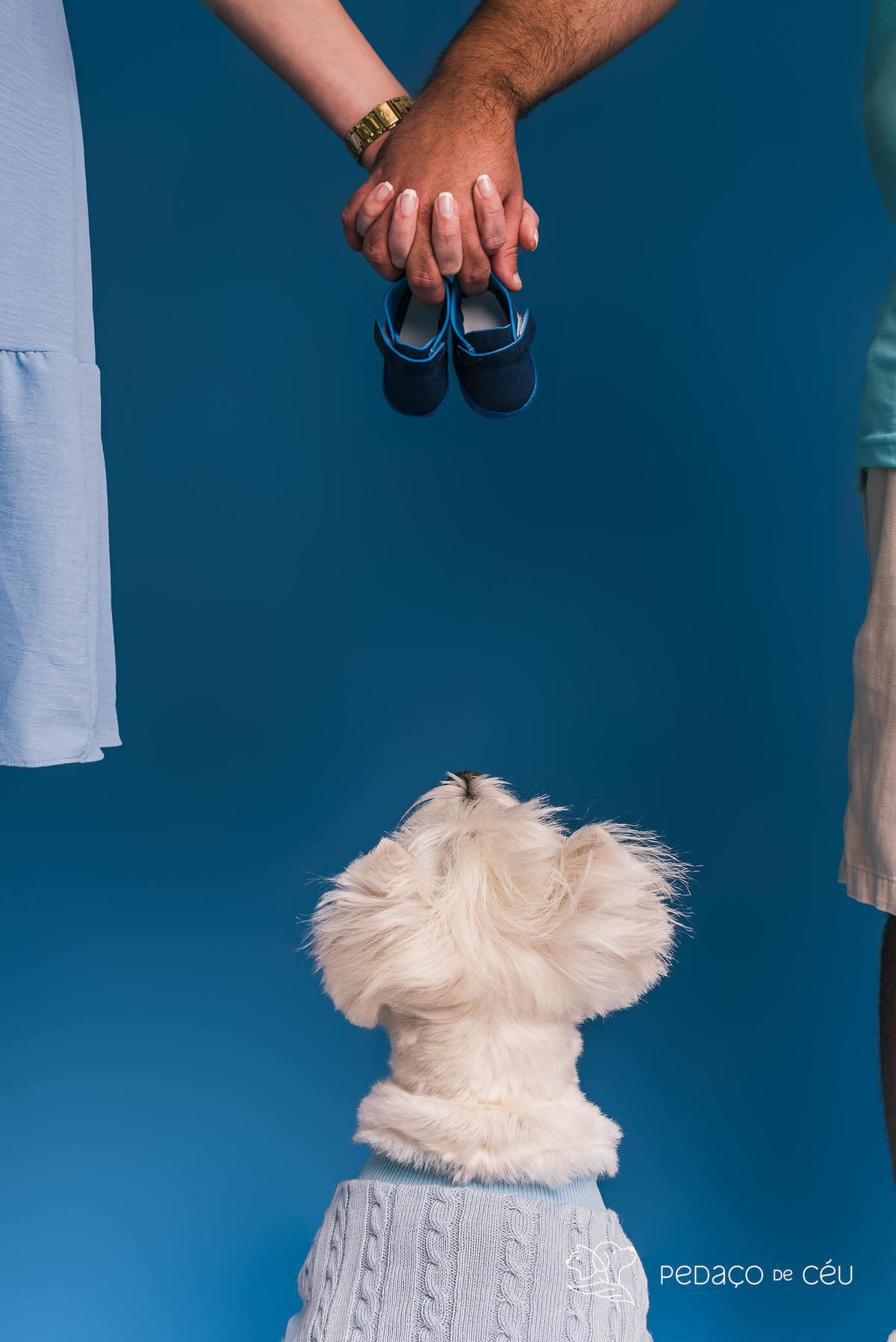 Westie em ensaio fotográfico com tutores e gestante no cenário azul no RJ