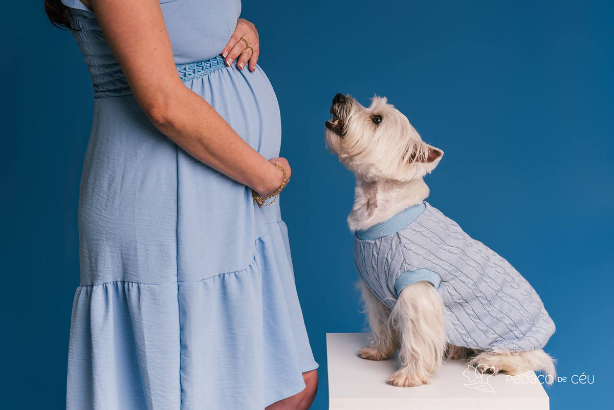 Westie em ensaio fotográfico com tutores e gestante no cenário azul no RJ