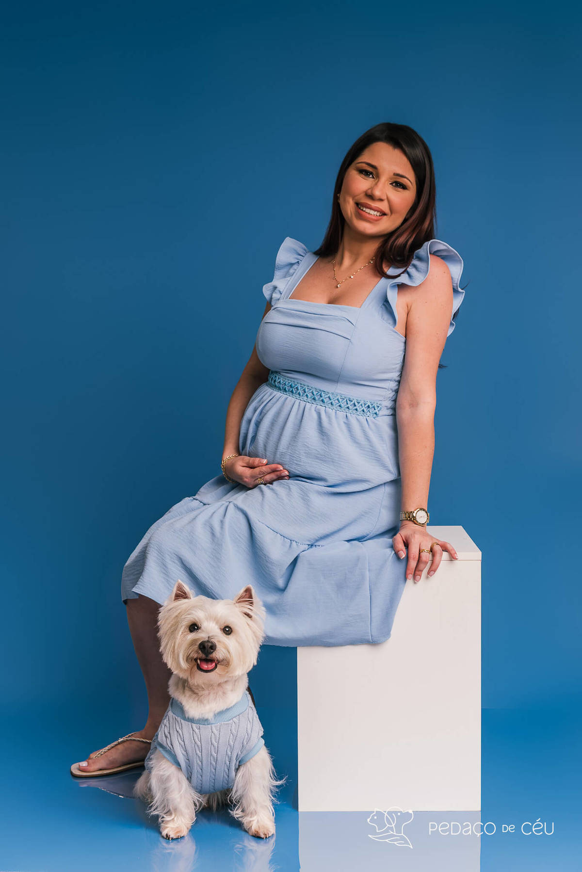 Westie em ensaio fotográfico com tutores e gestante no cenário azul no RJ