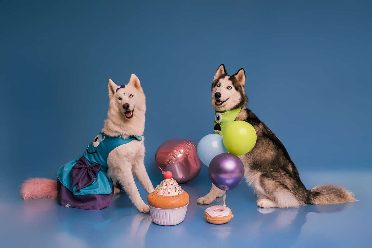 Huskies de olhos marcantes em ensaio temático Monstros S.A. no estúdio pet Rio de Janeiro