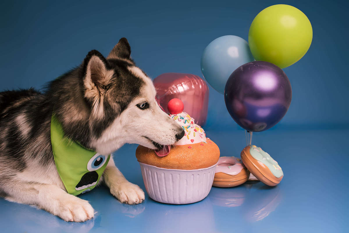 Huskies de olhos marcantes em ensaio temático Monstros S.A. no estúdio pet Rio de Janeiro