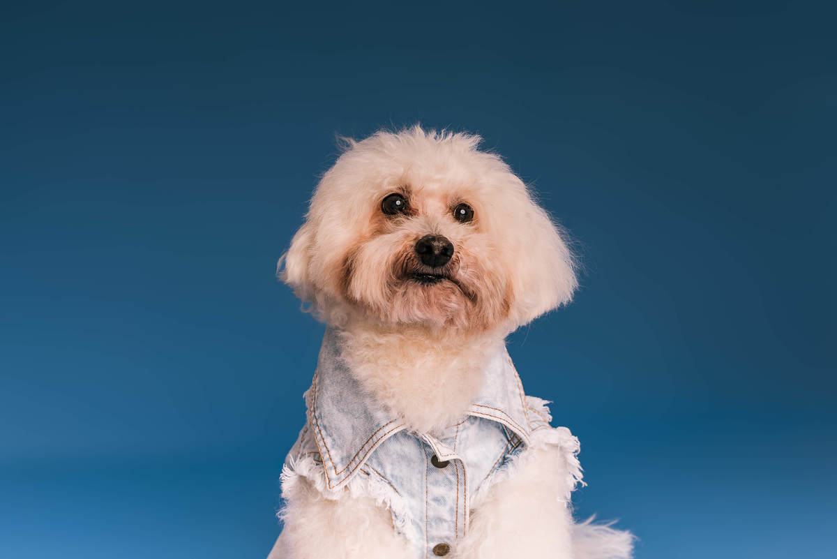 Poodle Bob em ensaio de aniversário de 12 anos no estúdio Pedaço de Céu, fundo azul RJ