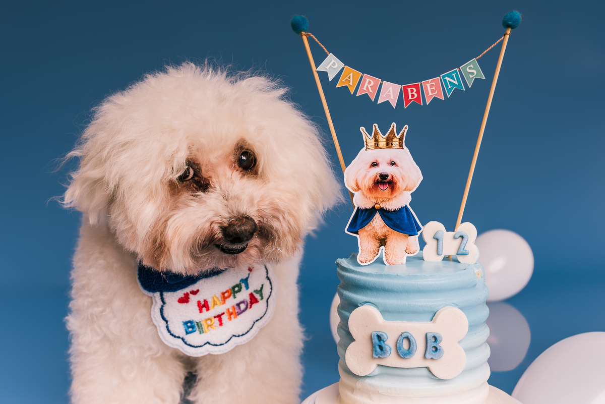Poodle Bob em ensaio de aniversário de 12 anos no estúdio Pedaço de Céu, fundo azul RJ