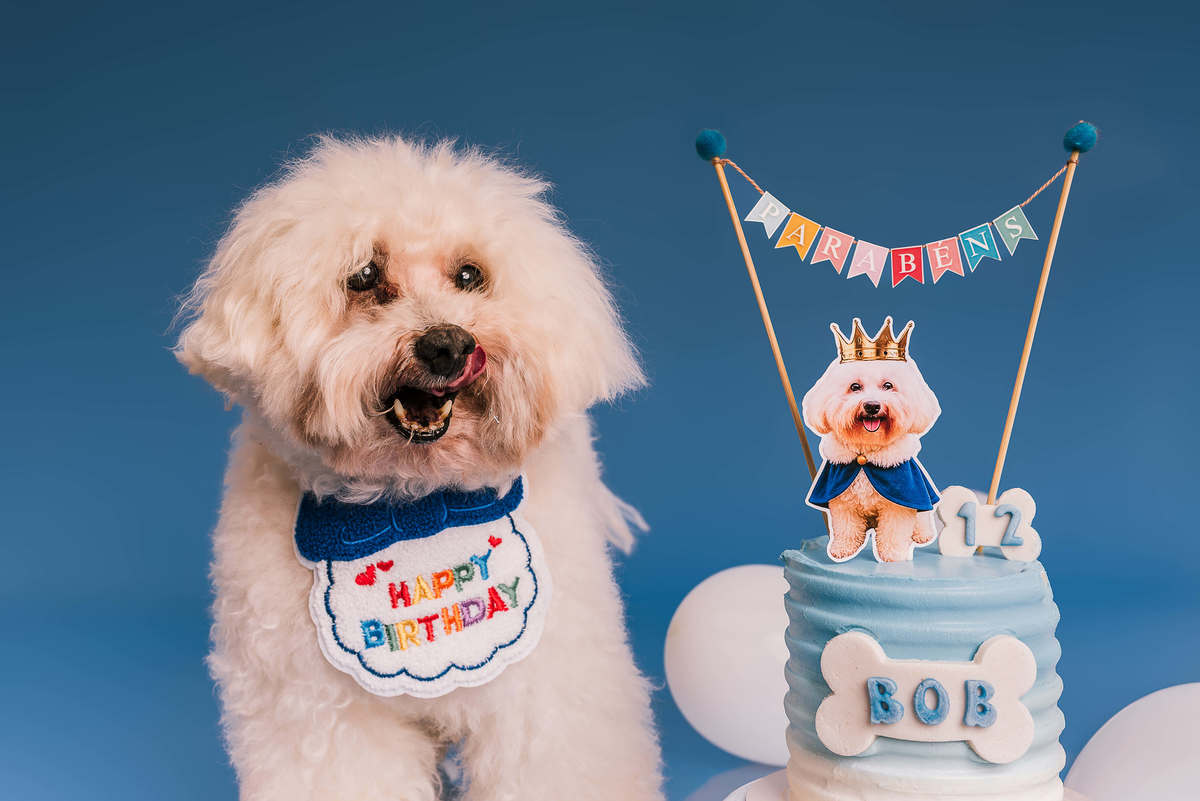 Poodle Bob em ensaio de aniversário de 12 anos no estúdio Pedaço de Céu, fundo azul RJ