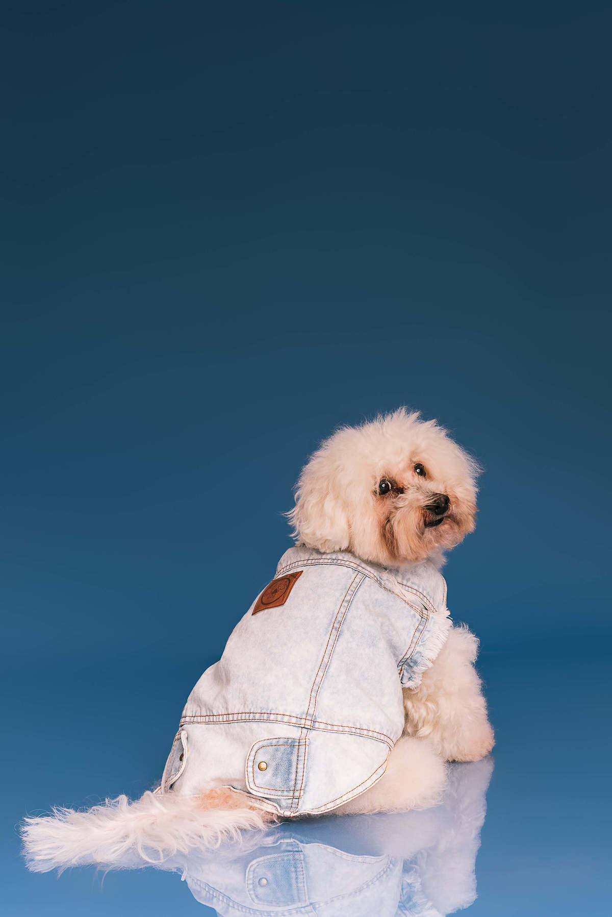 Poodle Bob em ensaio de aniversário de 12 anos no estúdio Pedaço de Céu, fundo azul RJ