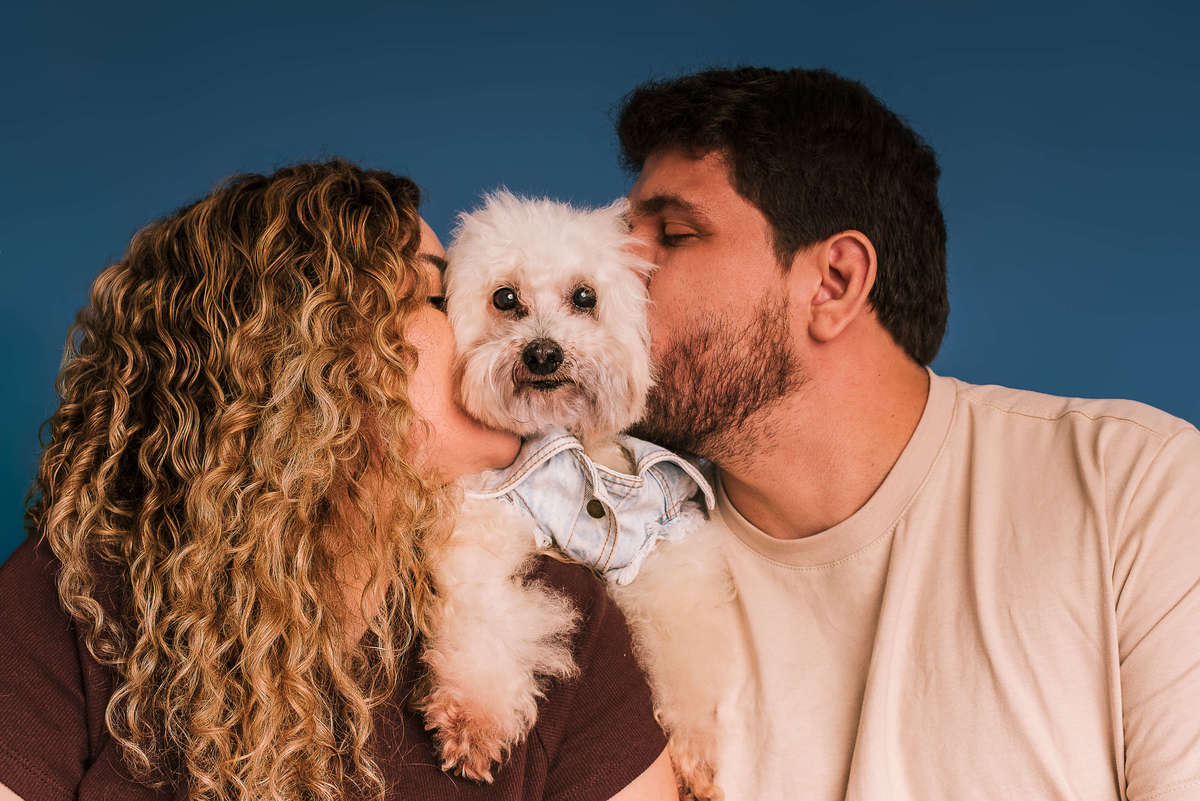 Poodle Bob em ensaio de aniversário de 12 anos no estúdio Pedaço de Céu, fundo azul RJ