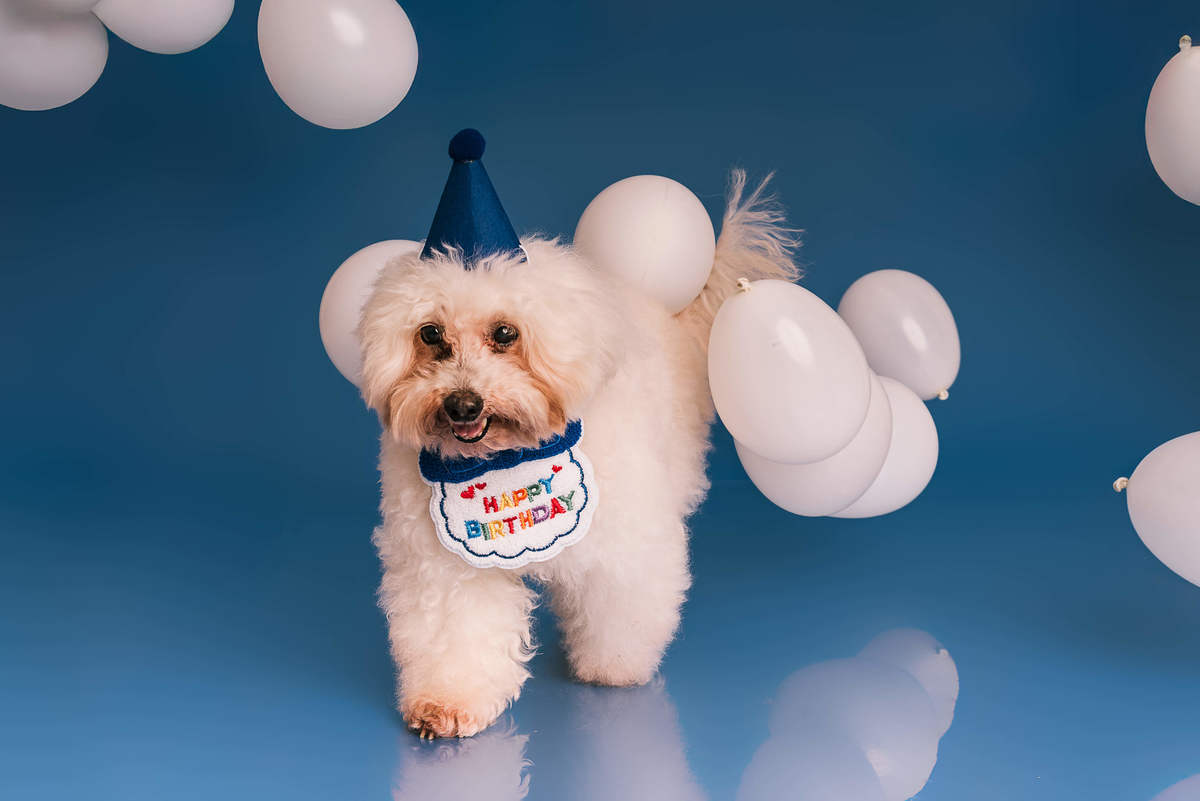 Poodle Bob em ensaio de aniversário de 12 anos no estúdio Pedaço de Céu, fundo azul RJ